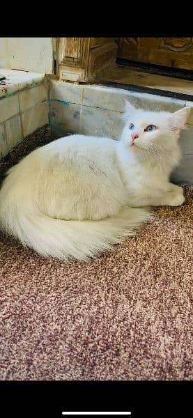 white blue eyes Persian cat 1