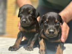 Female Doberman Puppies/ one left