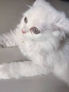 Persion Kitten for sale triple coat