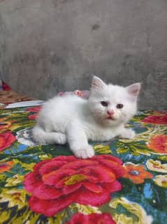 White Persian Self Kitten Potty Trained 0