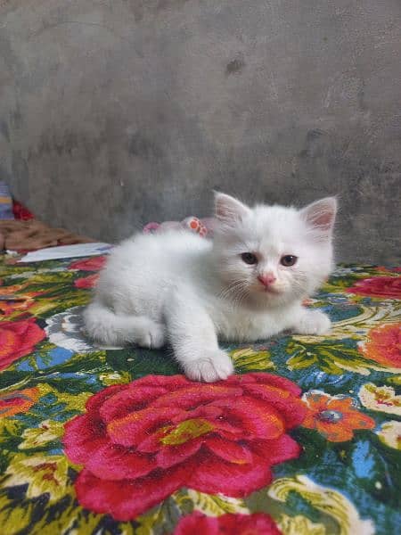 White Persian Self Kitten Potty Trained 2