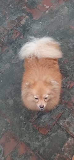 imported Pomeranian dog available for stud matting