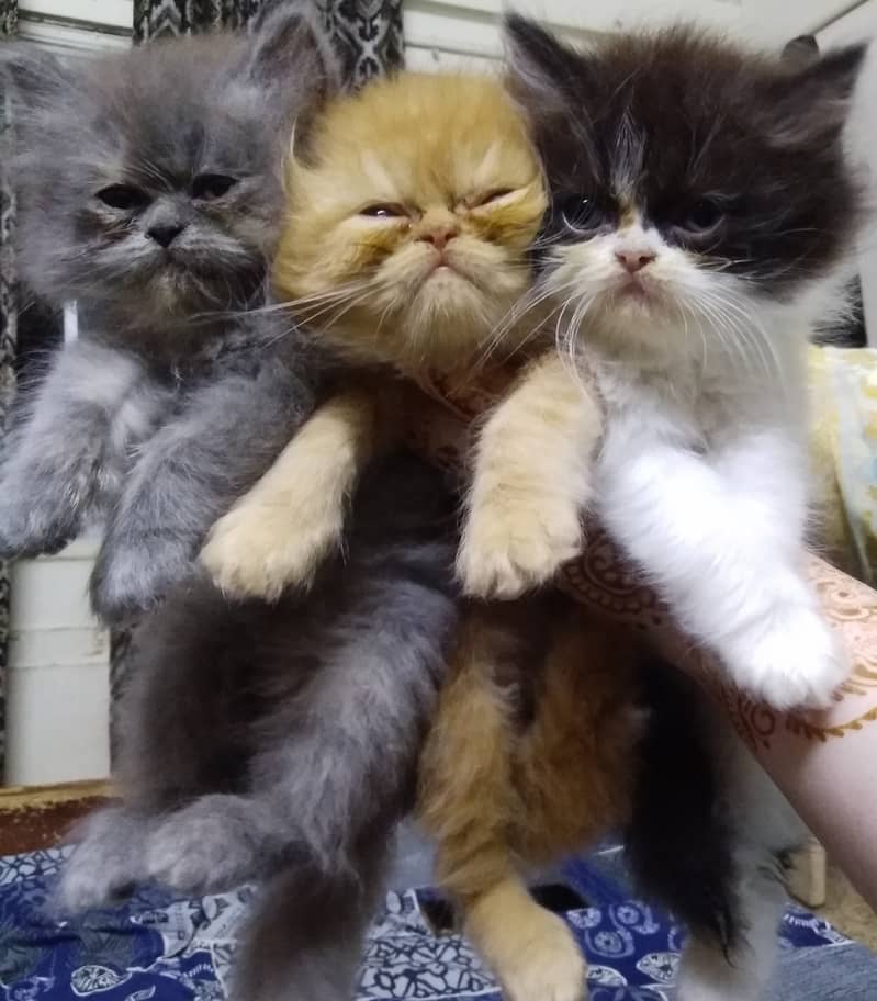 Kittens 4