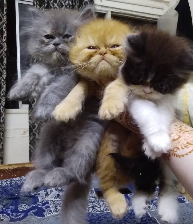 Kittens 5