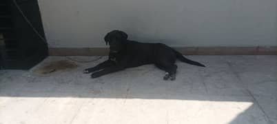 selling pure Labrador 11 months age
