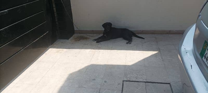 selling British Labrador 11 months age or exchange with any animal 1