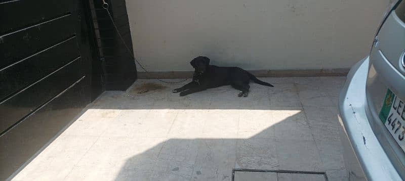 selling British Labrador 11 months age or exchange with any animal 2