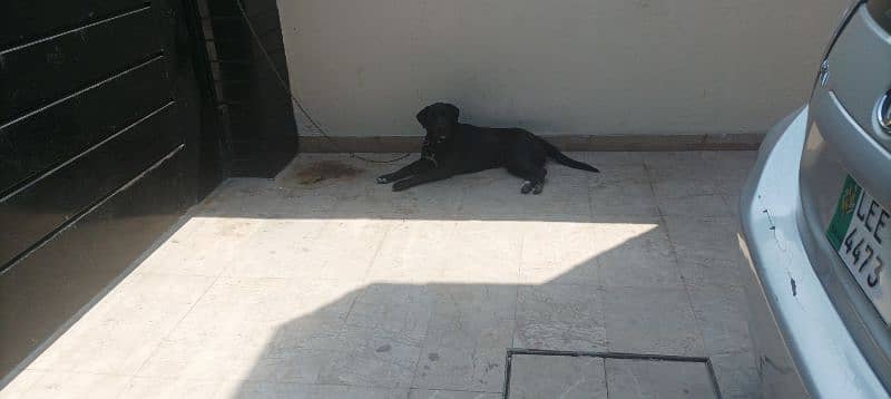 selling British Labrador 11 months age or exchange with any animal 3