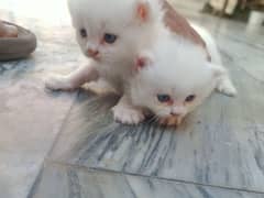 Males Kitten baby's blue eyes pure Persian cat contact us