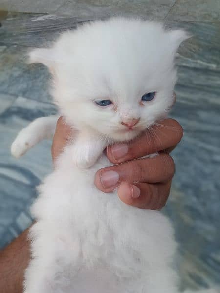 Males Kitten baby's blue eyes pure Persian cat contact us 1