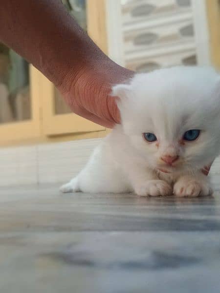 Males Kitten baby's blue eyes pure Persian cat contact us 2