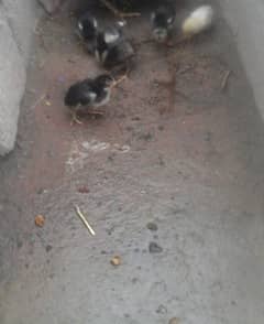 Aseel chicks 0