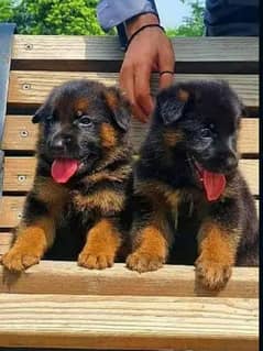 German | Shepherd | puppies for sale 0