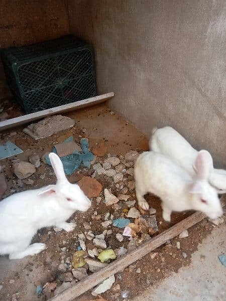 white red eye rabbit/khargosh bunnies 3