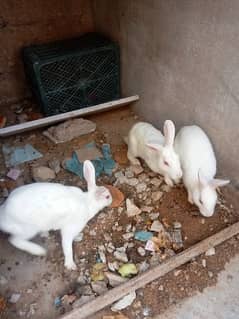white red eye rabbit/khargosh bunnies