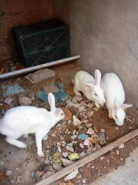white red eye rabbit/khargosh bunnies 0