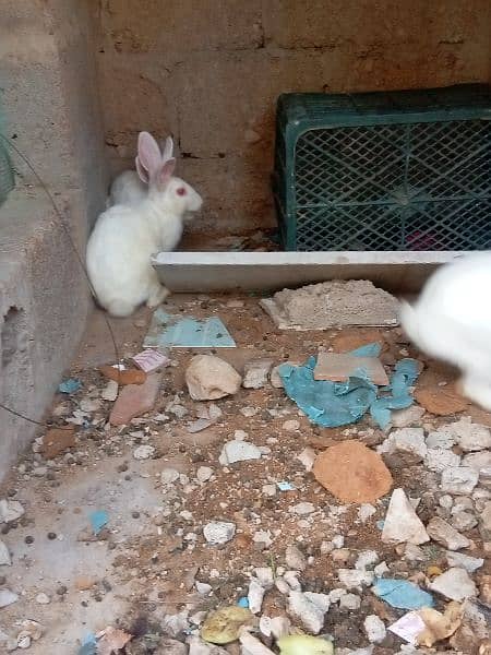 white red eye rabbit/khargosh bunnies 4
