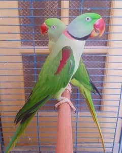 Raw pahari parrots pair,Wild Males/Females ring neck breeder pair