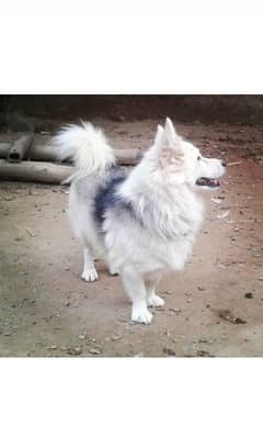 Russian Male puppy for sale