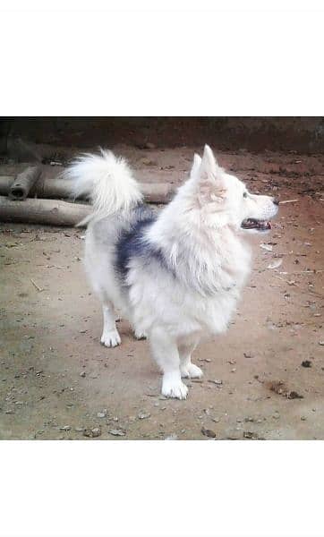 Russian Male puppy for sale 0