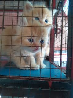 persian cats for sale