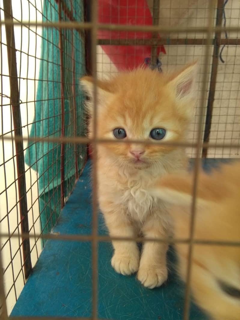 persian cats for sale 6