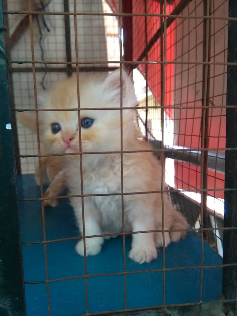 persian cats for sale 7