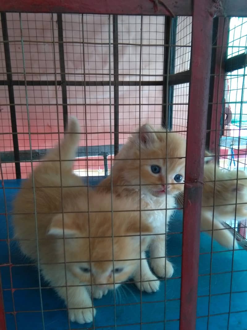 persian cats for sale 8