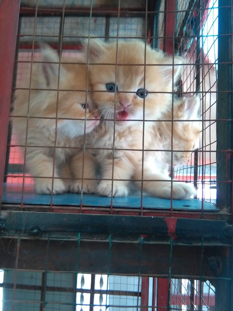 persian cats for sale 10