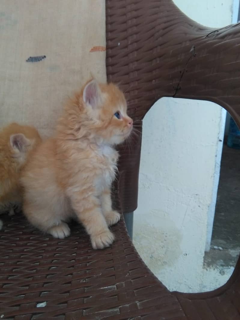 persian cats for sale 11