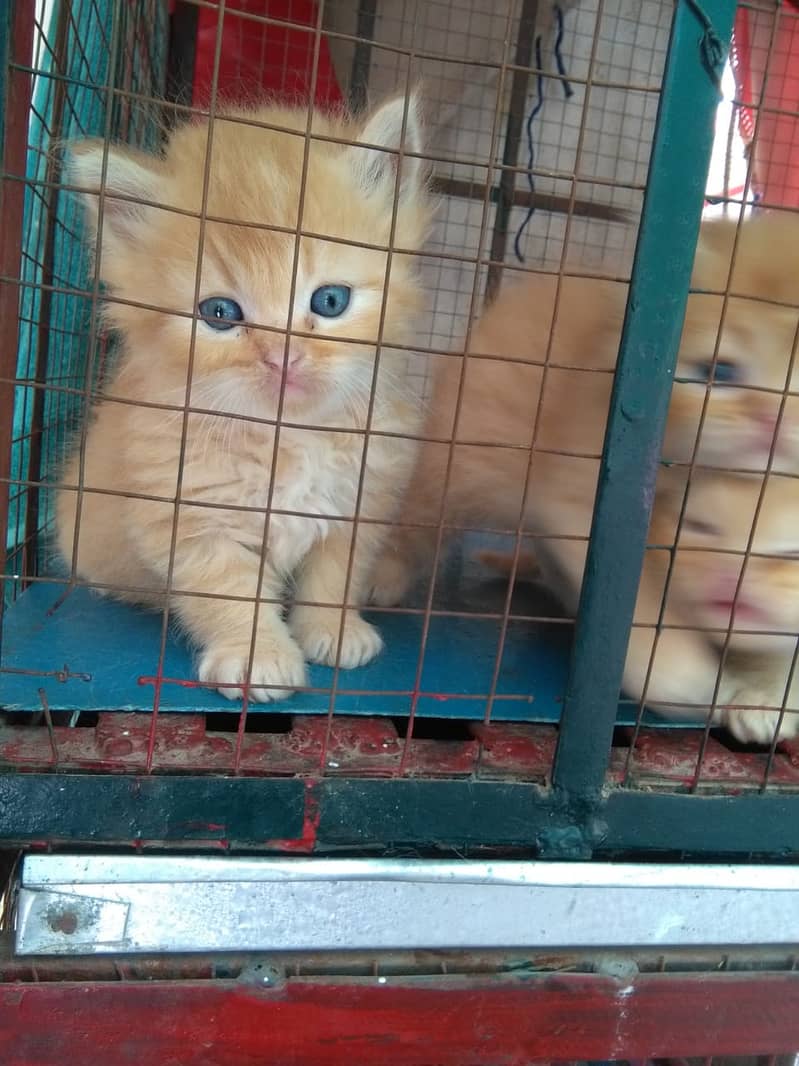 persian cats for sale 12