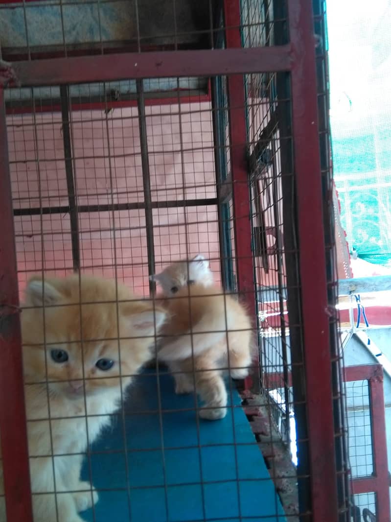 persian cats for sale 13
