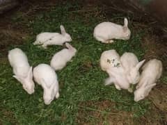 Rabbit Colony for sale