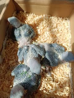 Raw Alexandrine Home breed Chicks for handtame
