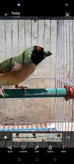 1 Gouldian female available 0