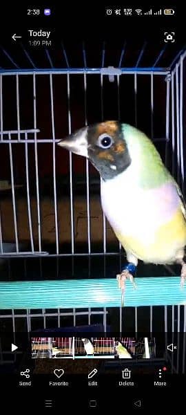 1 Gouldian female available 1