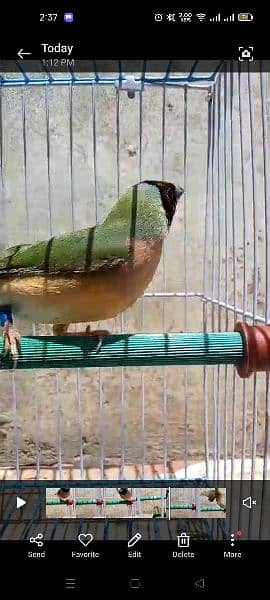 1 Gouldian female available 2