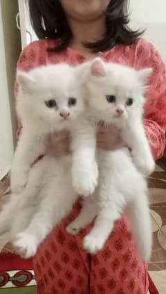 cat with 2 kitten