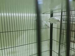 6 pair lovebirds and other with cage