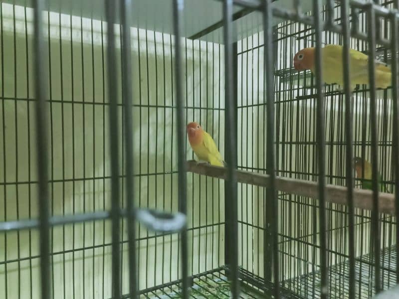 6 pair lovebirds and other with cage 1