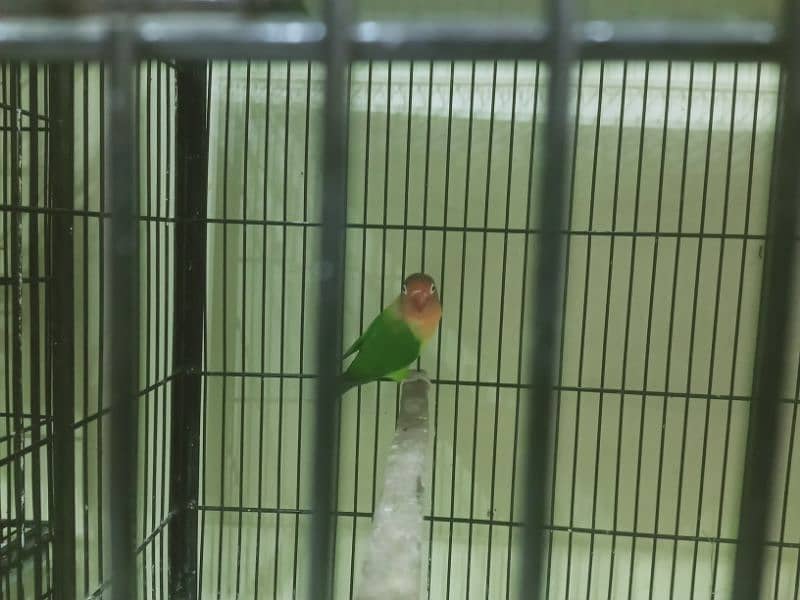6 pair lovebirds and other with cage 2