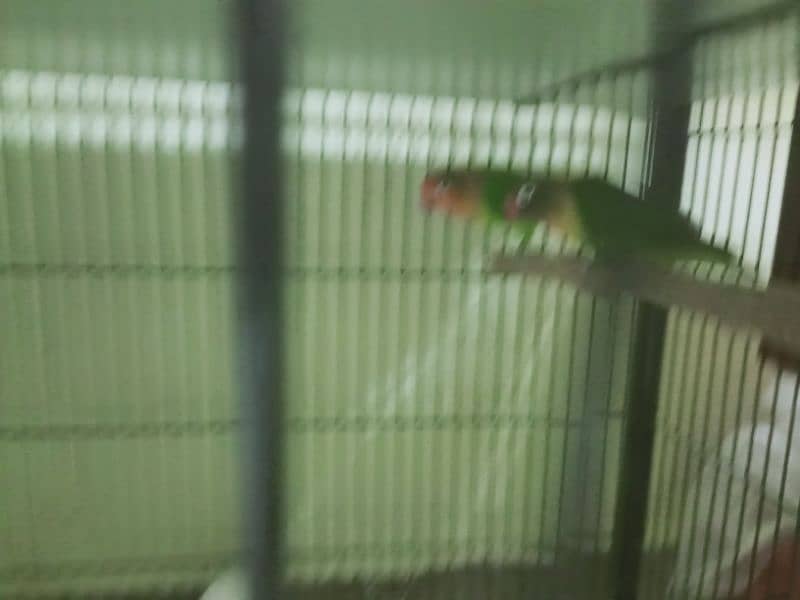 6 pair lovebirds and other with cage 3