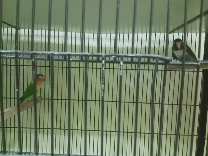6 pair lovebirds and other with cage 4