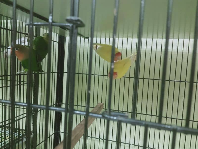 6 pair lovebirds and other with cage 7