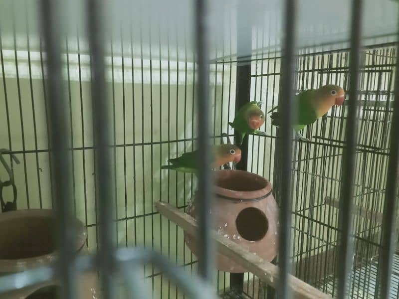 6 pair lovebirds and other with cage 8