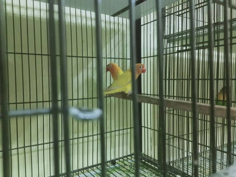 6 pair lovebirds and other with cage 9