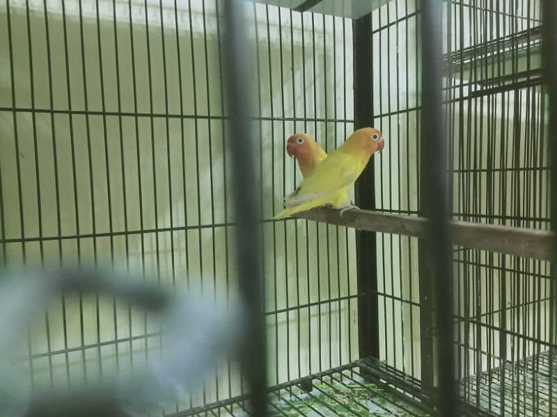 6 pair lovebirds and other with cage 10
