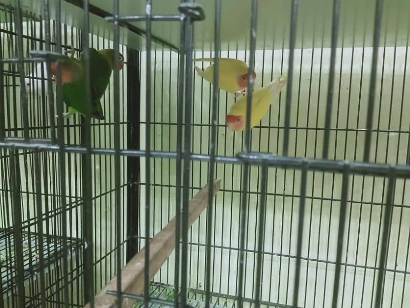 6 pair lovebirds and other with cage 12