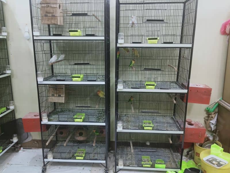 6 pair lovebirds and other with cage 15