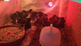 Australorp Quality breeder home chicks and egg laying hens